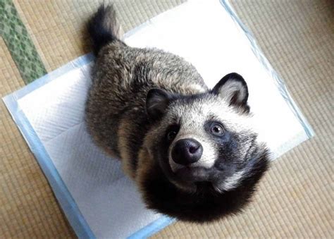 Can You Have a Tanuki as a Pet? And Why Do They Always Look Like They Know the Secrets of the Universe?