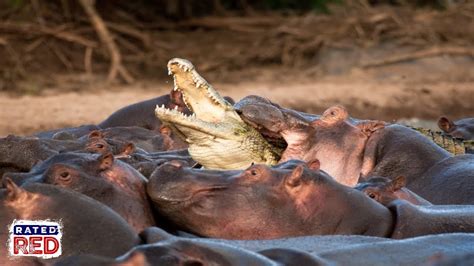 What is the Deadliest Animal in Africa, and Why Do We Still Love to Watch Nature Documentaries?